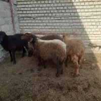 ۵ راس بره داشتی