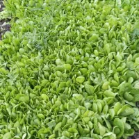بذرکاهو روغنی|گل و گیاه طبیعی|مینودشت, |دیوار