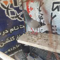 کفتر