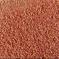 گندم دیم بوجاری شده