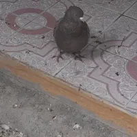 کبوتر فروش فوری یا معاوضه بامینا.عروس هلندی.