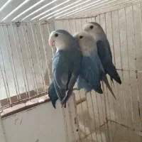 پرنده