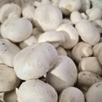 قارچ
