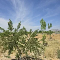 باغ-شهری-نقش-رستم