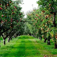 افروش در نهالستان  نهال صنوبر یارانه ای فقط 20تومن