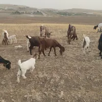 لنگ سه چهل بزغاله نرقرمز گوش بلند امریکایی|حیوانات مزرعه|تربت جام, شهرک معلم|دیوار