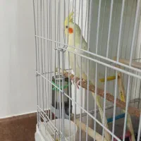 نر و بالغ|پرنده|تربت‌حیدریه, شهرک ولیعصر|دیوار