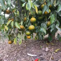 500 متر باغچه فول امکانات اقساط بلند مدت