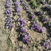 زعفران مثقالی