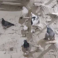 ۲۱عدد کبوتر به فروش میرسدجفت ۷۰۰