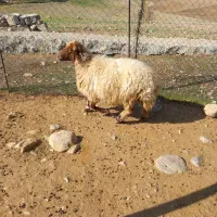 قیمت توافقی