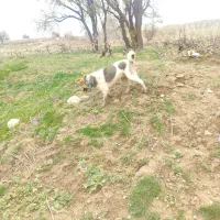 سگ نژاد دار