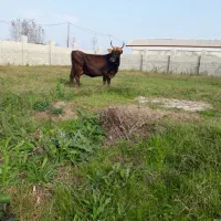 گاو محلی شیری با گوساله ماده سیمنتال امپولی|حیوانات مزرعه|رشت, یخسازی|دیوار