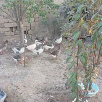 غاز جوان و یک بوقلمون ماده بزرگ