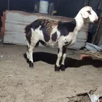 قوچ بره بروجردی|حیوانات مزرعه|علی‌آباد کتول, |دیوار