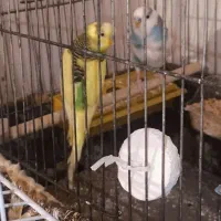 به علت جا به جایی|پرنده|الوند, |دیوار