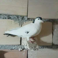 کبوترپلاکی افغانی