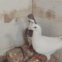 نرو ماده|پرنده|نیمروز, |دیوار