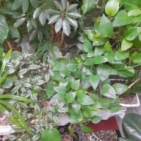 گل طبیعی|گل و گیاه طبیعی|بروجرد, |دیوار