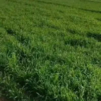 گاع-زمین-کشاورزی-ایجاره