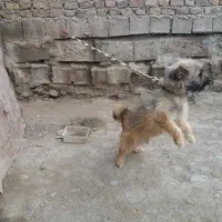 تل خوشگل
