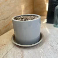 گلدان|گل و گیاه طبیعی|تهران, فلاح|دیوار