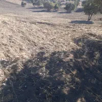 اجاره زمین کشاورزی|اجارهٔ دفتر صنعتی، کشاورزی، تجاری|کوهدشت, |دیوار