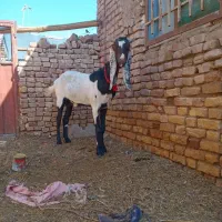 یک عددبزابستن فروشی|حیوانات مزرعه|شهرآباد, |دیوار