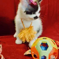 هیمالین|گربه|گرگان, |دیوار