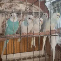 یه جفت مرغ عشق مولد با ۴ تا جوجه