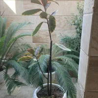 گل و گیاه تزیینی و زینتی|گل و گیاه طبیعی|رشت, شالکو|دیوار