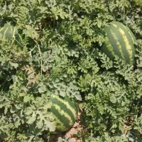 هندوانه درجه یک شیرین بیضی شکل قروه به شرط شیرین