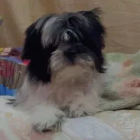 واگذاری رایگان