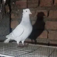 کفتردم سفیدماده و سارهفرنگ