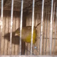 قناری ماده سبز علی خانی