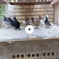 14تا کفتر هوایی زرنگ به شرط|پرنده|شیراز, دشت چنار|دیوار