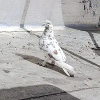 کبوتر نر قلمکار