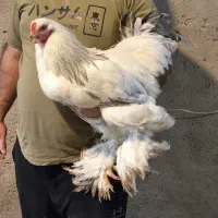 خروس برهما لایت و بلو لایت|حیوانات مزرعه|تهران, مولوی|دیوار