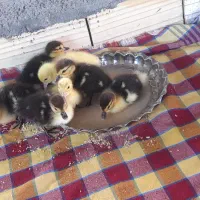 جوجه اردک اسرائیلی