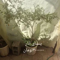 گل و گیاهان طبیعی|گل و گیاه طبیعی|شیراز, فرهنگ شهر|دیوار