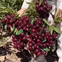 فروش ویژه زمستانه انواع نهال های ثمره دار و پر بار