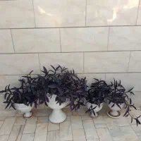 گلدون پراز گل بنفشه