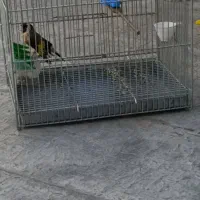 سهره نر مست چل روانی