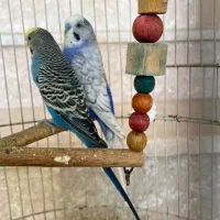 دو عدد مرغ عشق نر|پرنده|گلوگاه بابل (گلیا), |دیوار