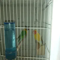 طوطی برزیلی|پرنده|لنگرود, |دیوار