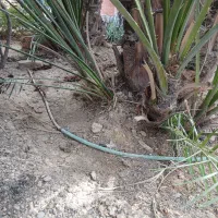 پاجوش برحی|گل و گیاه طبیعی|بندر ماهشهر, |دیوار