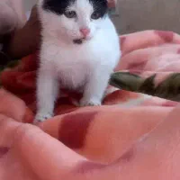 ۲ عدد بچه گربه و مادرشون|گربه|کرمانشاه, |دیوار