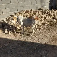 سگ الابای|سگ|گلی داغ, |دیوار