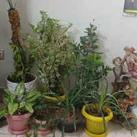 تعدادی گل
