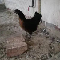 مرغ وخروس لاکندزی و ...|حیوانات مزرعه|شیراز, غدیر شمالی|دیوار